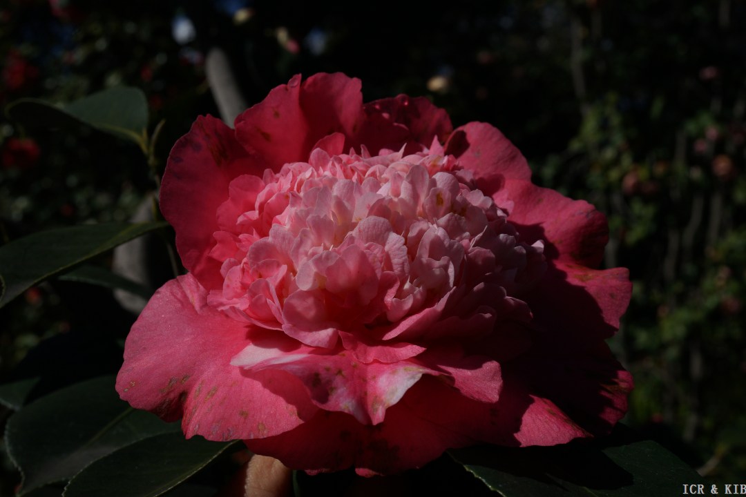 Chandleri Elegans Improved-Cultivars-International Camellia Register