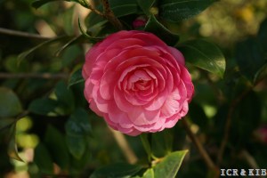Garden Glory