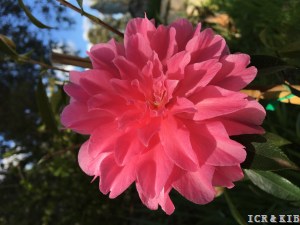 Pink Dahlia