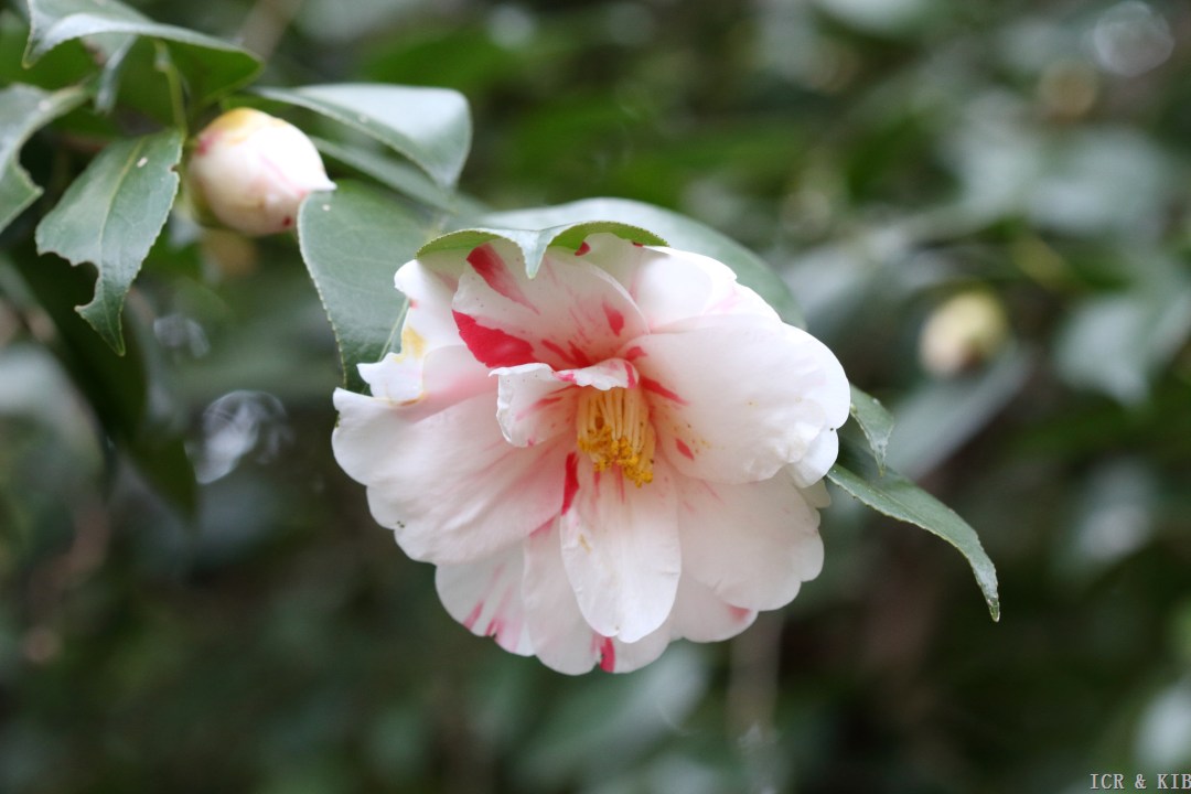 Takara-awase-Cultivars-International Camellia Register