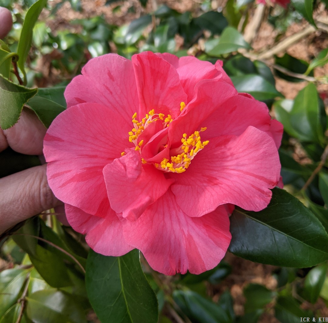 Camellia japonica 'Willie Moore' (1956)