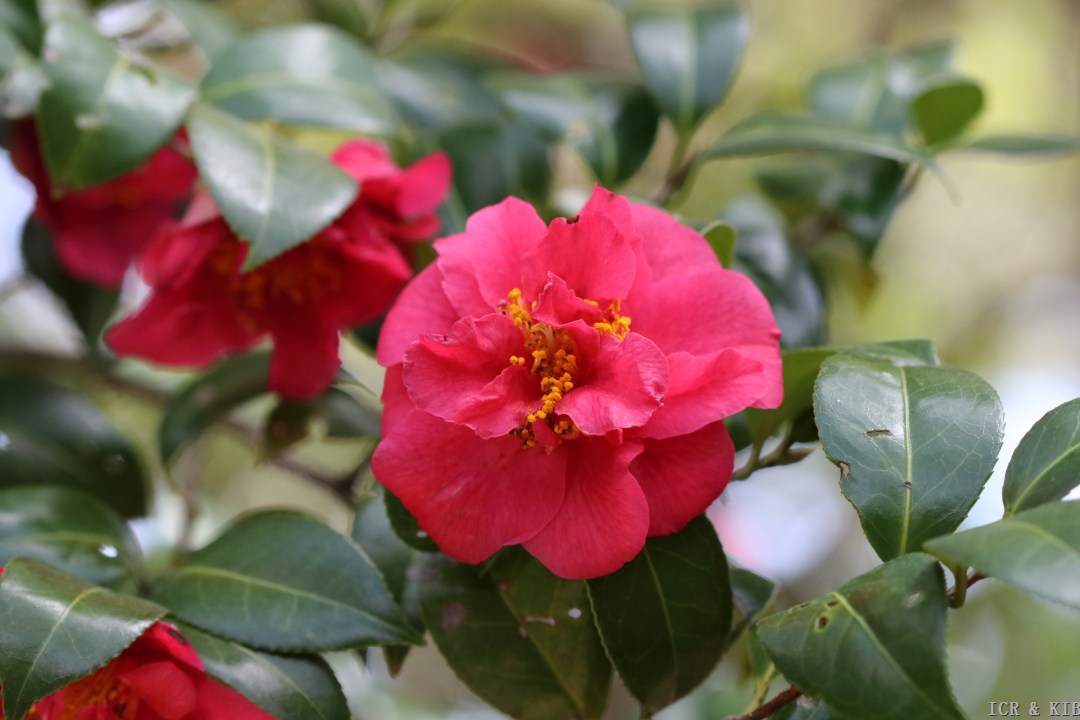 Nishiki-kirin-Cultivars-International Camellia Register