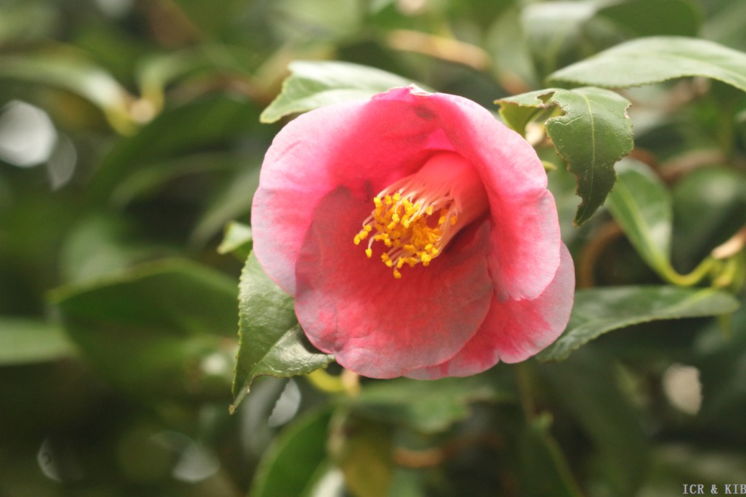 Unryū-tsubaki-2n