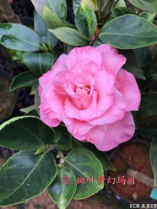 Mary Fischer Variegated