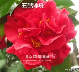 Wuhe Pengqiu