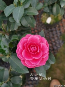火力旅3