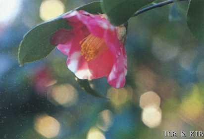 Aki-no-sora