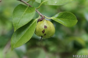 Kokinran (vernalis)