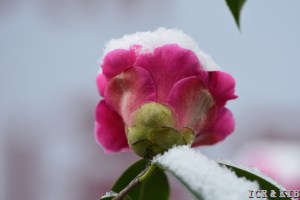 Camellia 'Dianchi Fenyan' 滇池粉妍