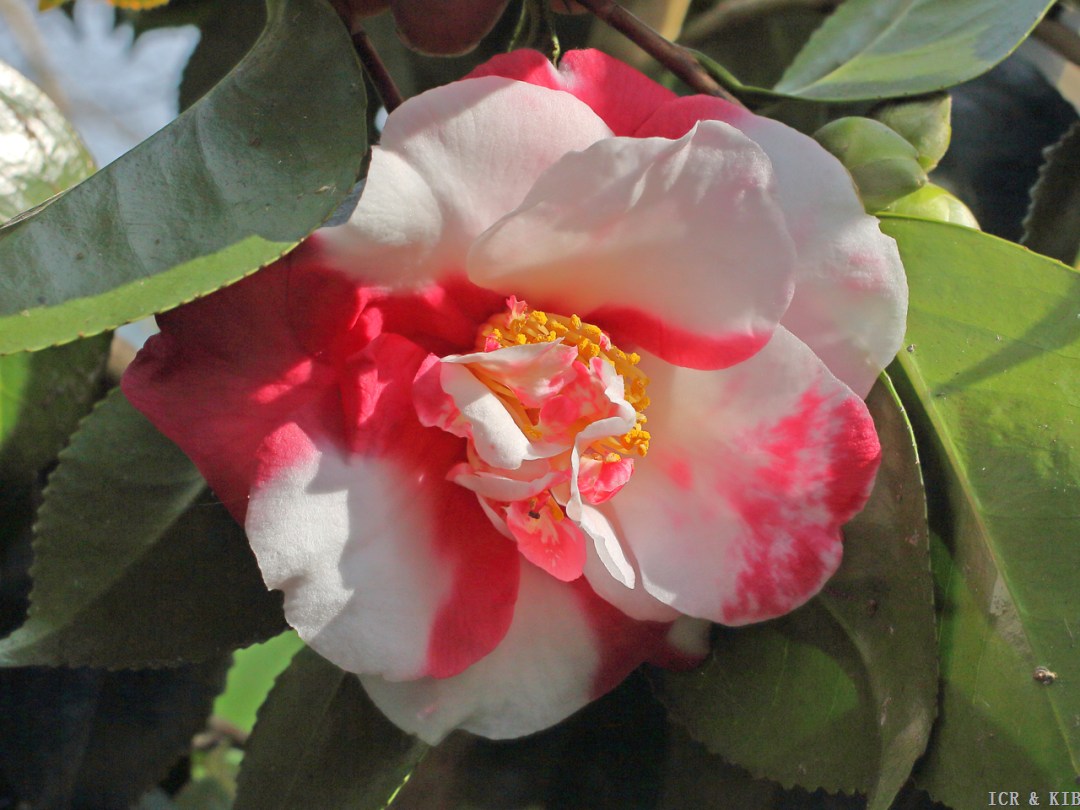 Camellia japonica 'Lady Vere de Vere'