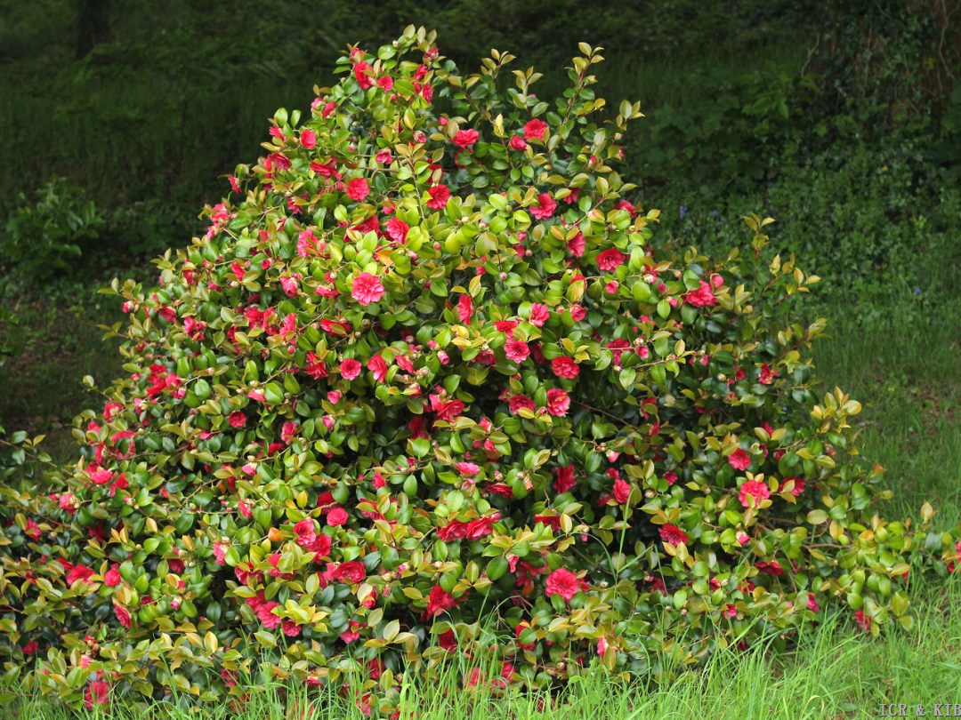 Camellia japonica 'Mary Margaret'