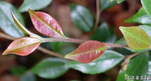 Camellia handelii