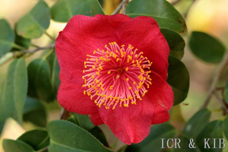 Hinomaru-Cultivars-International Camellia Register