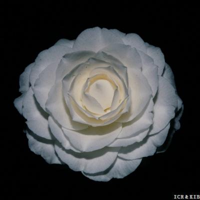 Matterhorn-Cultivars-International Camellia Register