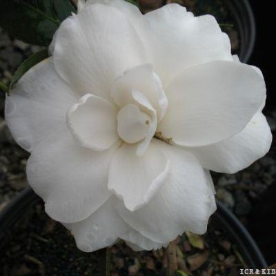 Mary Emma Motes