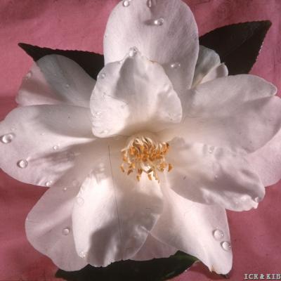 Plunfield White