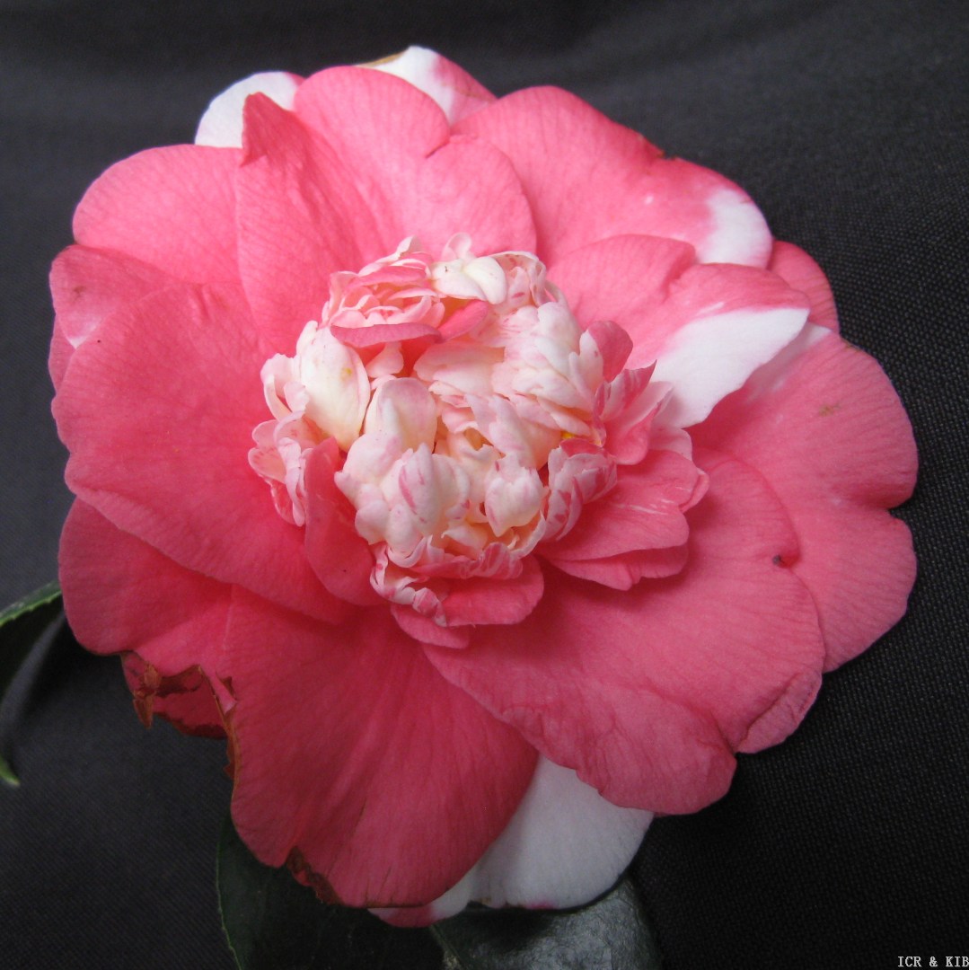 Elegans Variegated-Cultivars-International Camellia Register