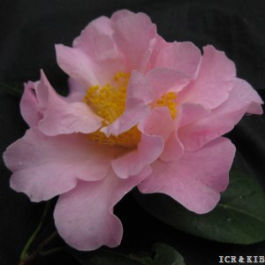 Nonie Haydon