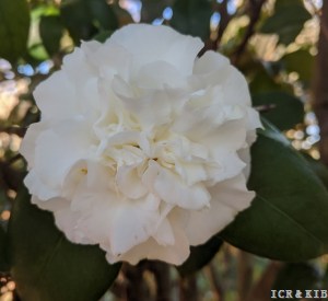 Kondo's White