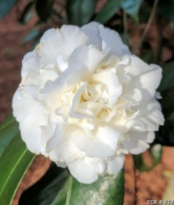 Kondo's White