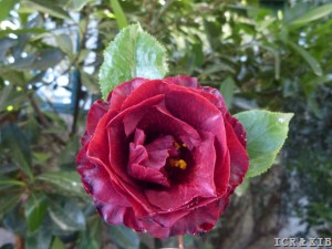 Tulipán Negro