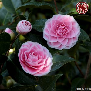 Tsubaki-en
