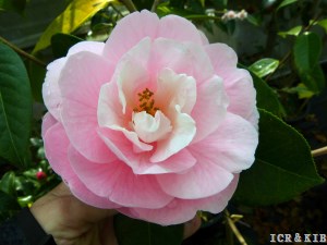 2026 Spanish Cultivars