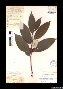 Camellia longgangensis var. grandis