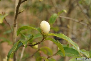 Camellia crassipes