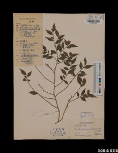 Camellia lipoensis