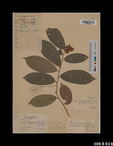 Camellia longgangensis var. grandis