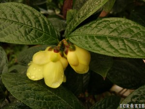 Camellia impressinervis
