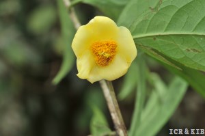 Camellia fascicularis