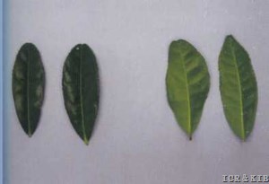 Zhongbai 3