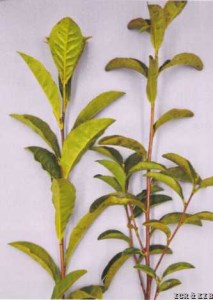 Zhenong 901