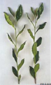 Zhongcha xicha 3
