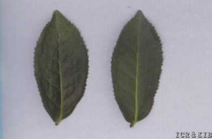 Maoxie