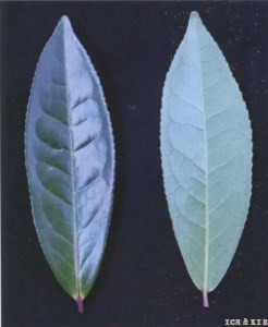 Zijuan (tea)