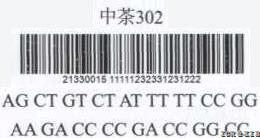 Zhongcha 302