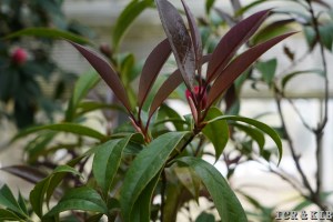 Camellia hongkongensis