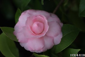 Sweetheart (Arnesen)