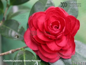 2021 Spanish Cultivars