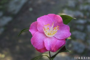 2025 Spainish Cultivars