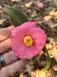 Magnolia Plantation and Gardens